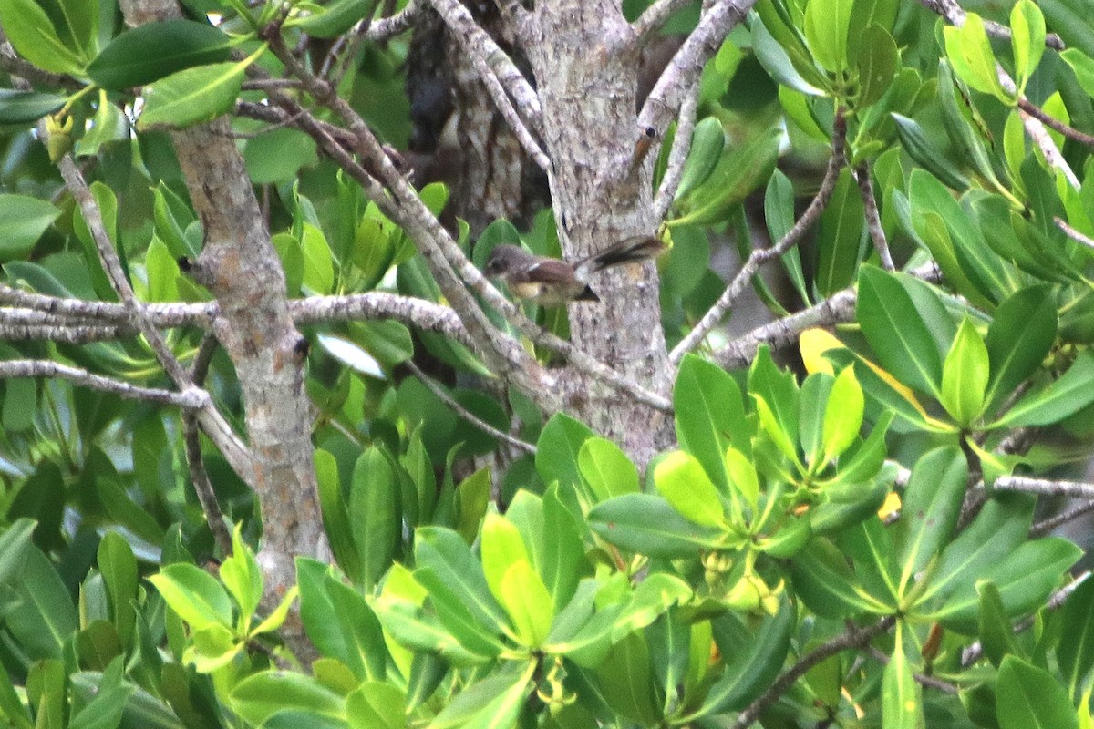 Rhipidure des mangroves - ML616923197
