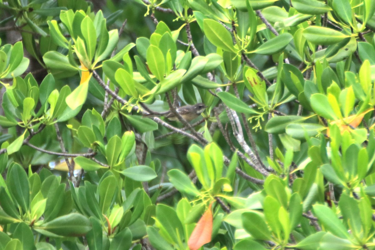 Rhipidure des mangroves - ML616923198