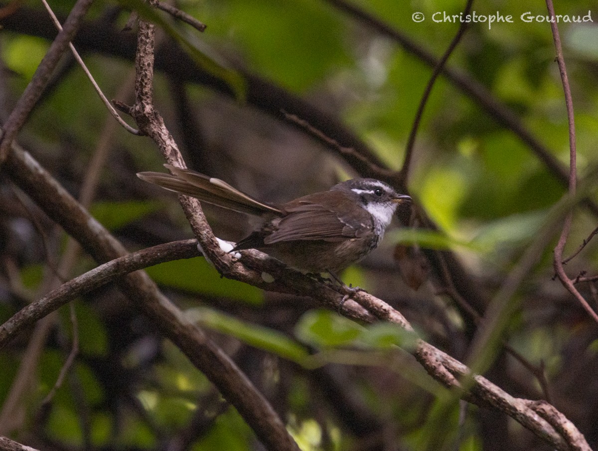 New Caledonian Streaked Fantail - ML616923256