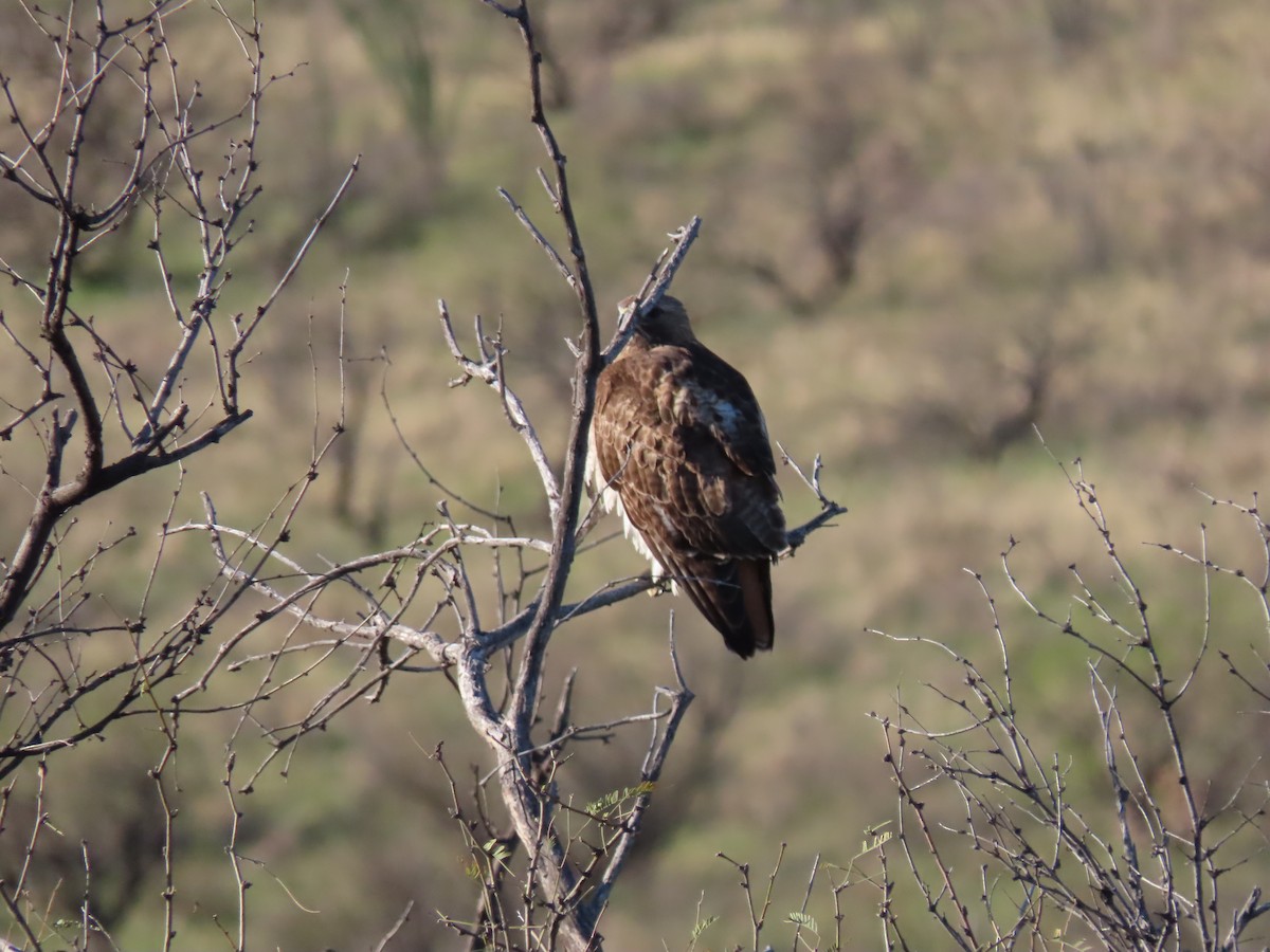 Red-tailed Hawk - ML616923329