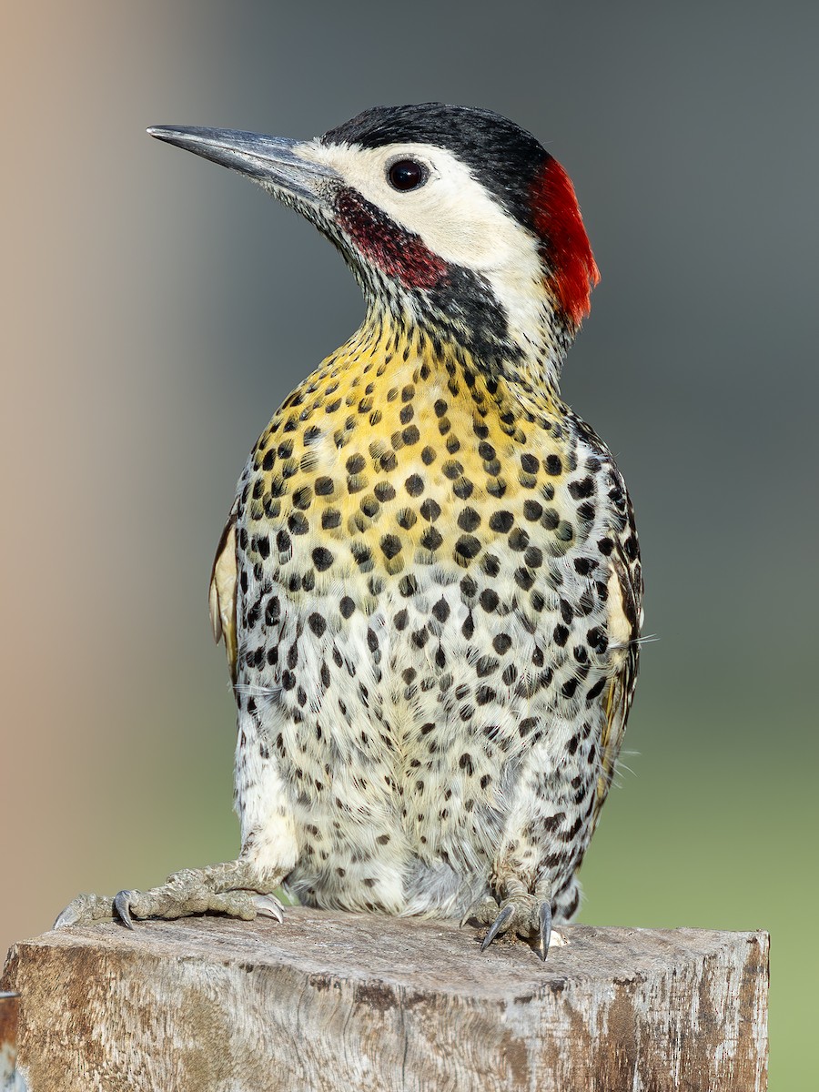 Green-barred Woodpecker (Golden-breasted) - ML616923387