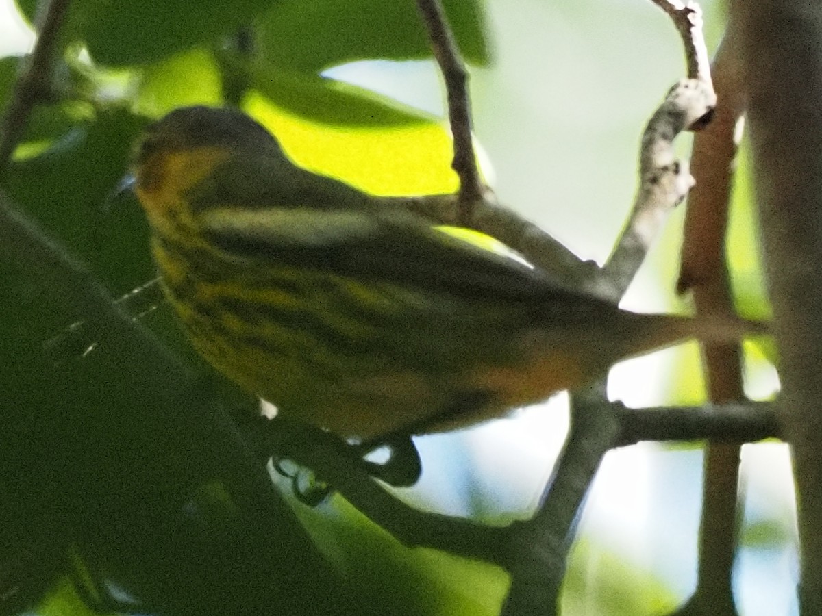 Cape May Warbler - ML616923392