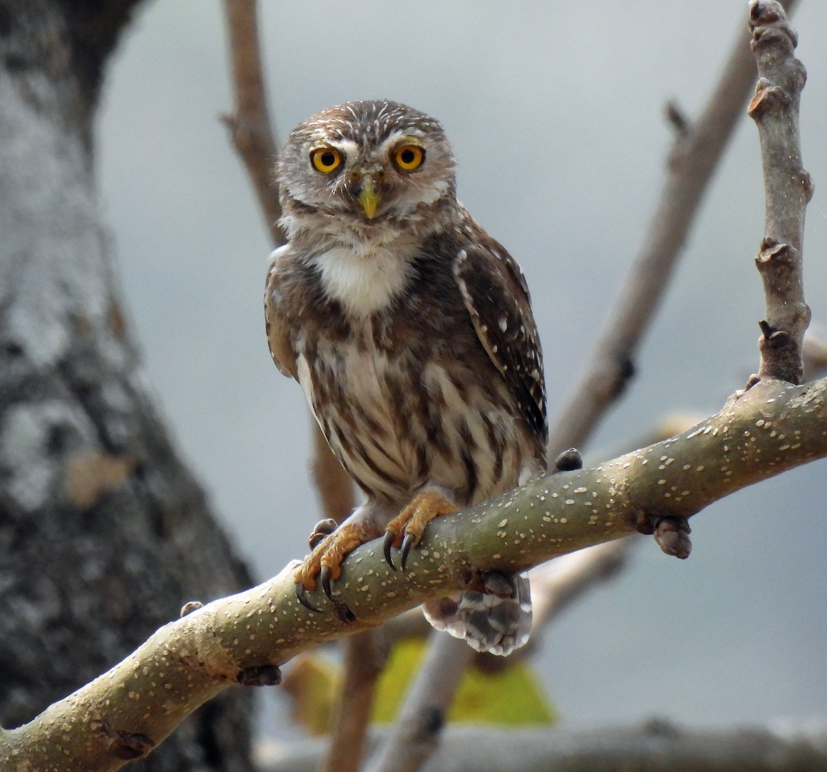 Ferruginous Pygmy-Owl - ML616923450