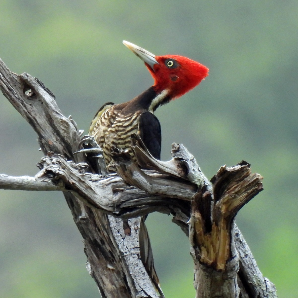 Pale-billed Woodpecker - Danilo Moreno