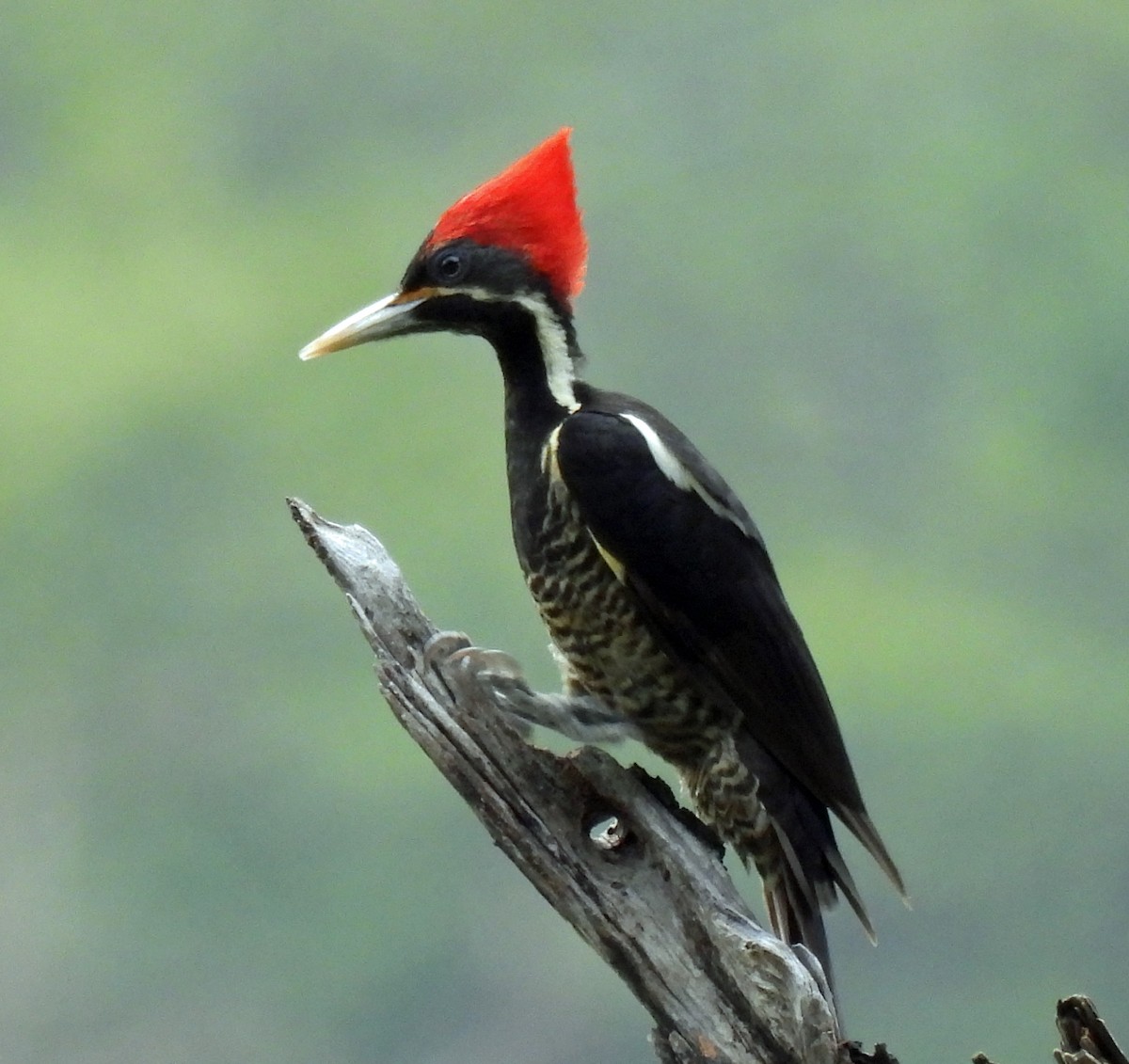 Lineated Woodpecker - ML616923463
