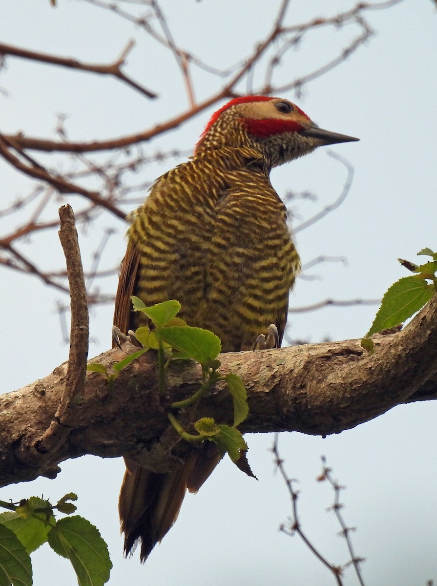 Golden-olive Woodpecker - ML616923472
