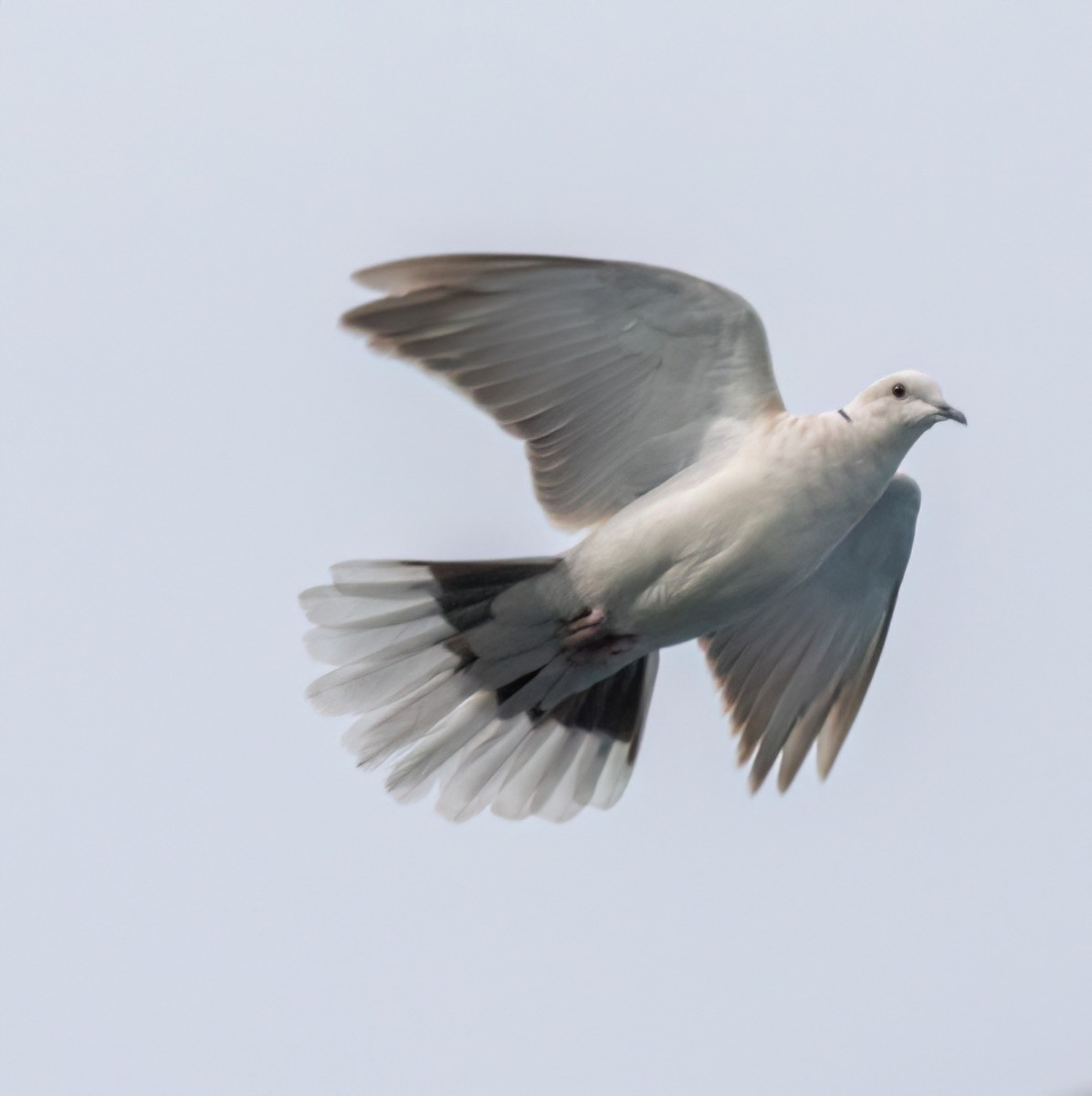 Eurasian Collared-Dove - ML616923565