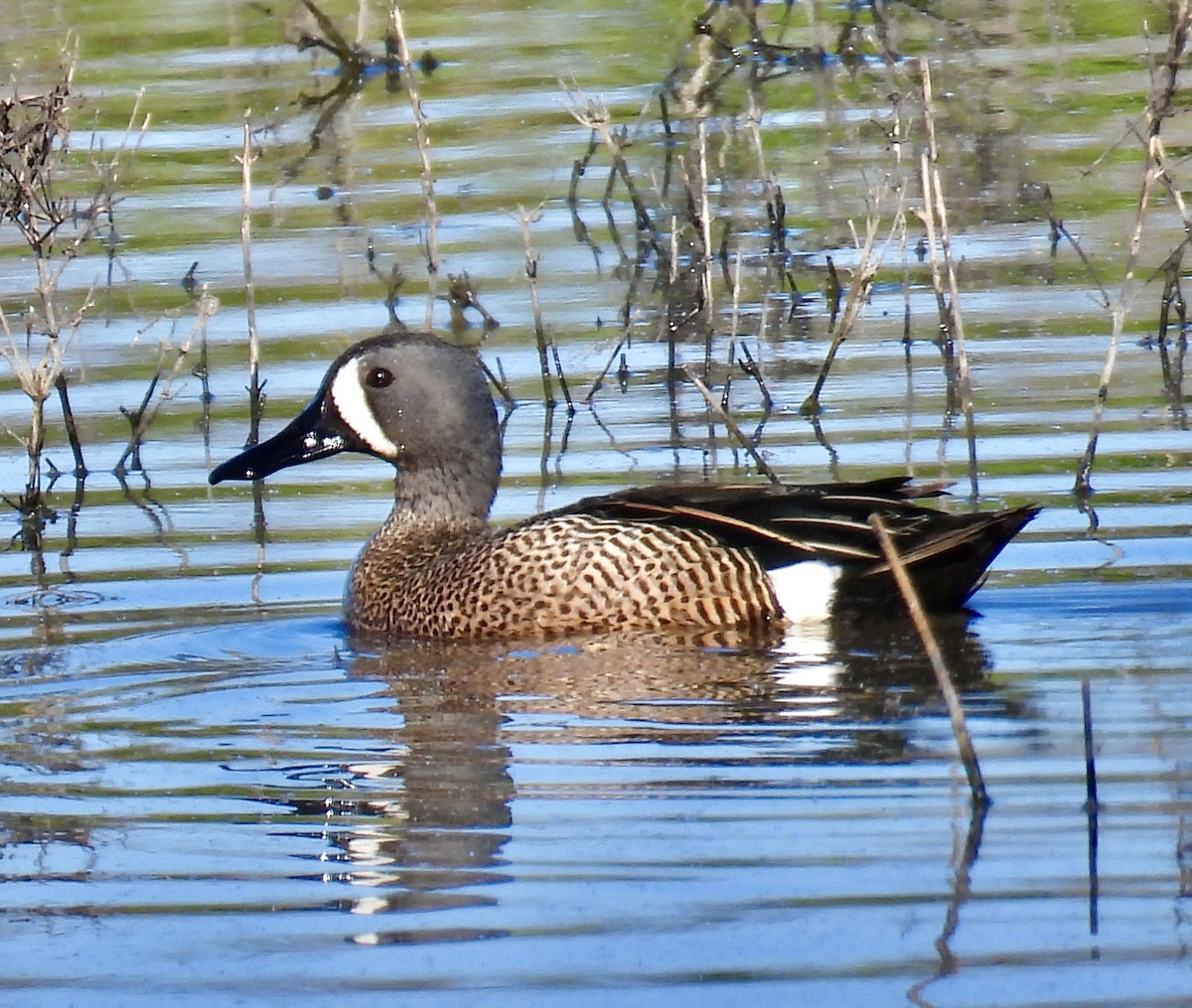 Blue-winged Teal - ML616923588