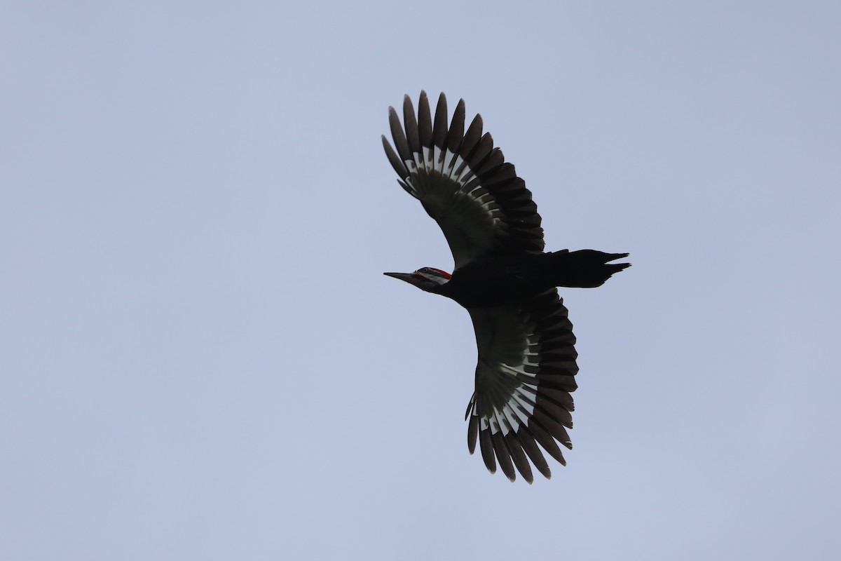 Pileated Woodpecker - ML616923634