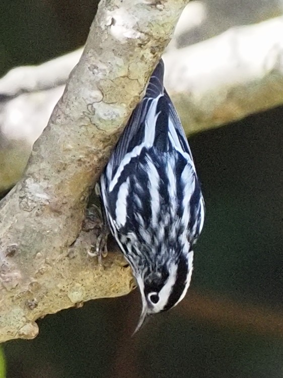 Black-and-white Warbler - ML616923722