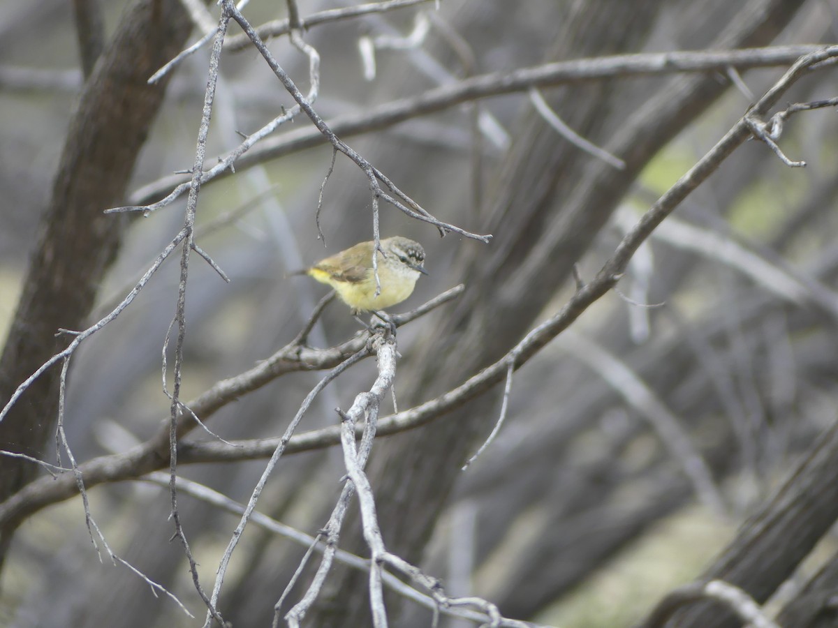 Yellow-rumped Thornbill - Andrew Sides