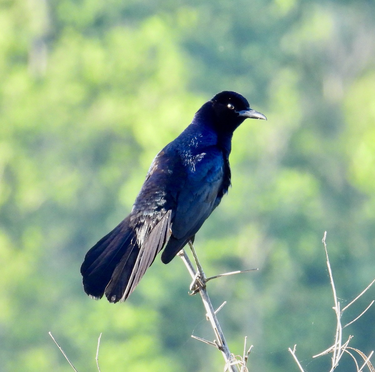 Boat-tailed Grackle - ML616923771