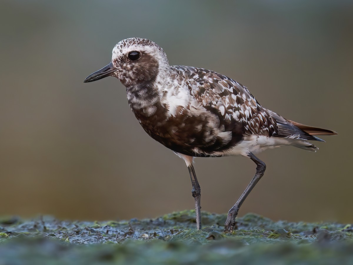 Black-bellied Plover - Pluvialis squatarola - Birds of the World