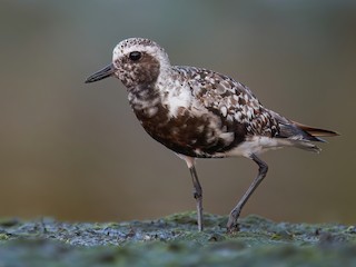  - Black-bellied Plover