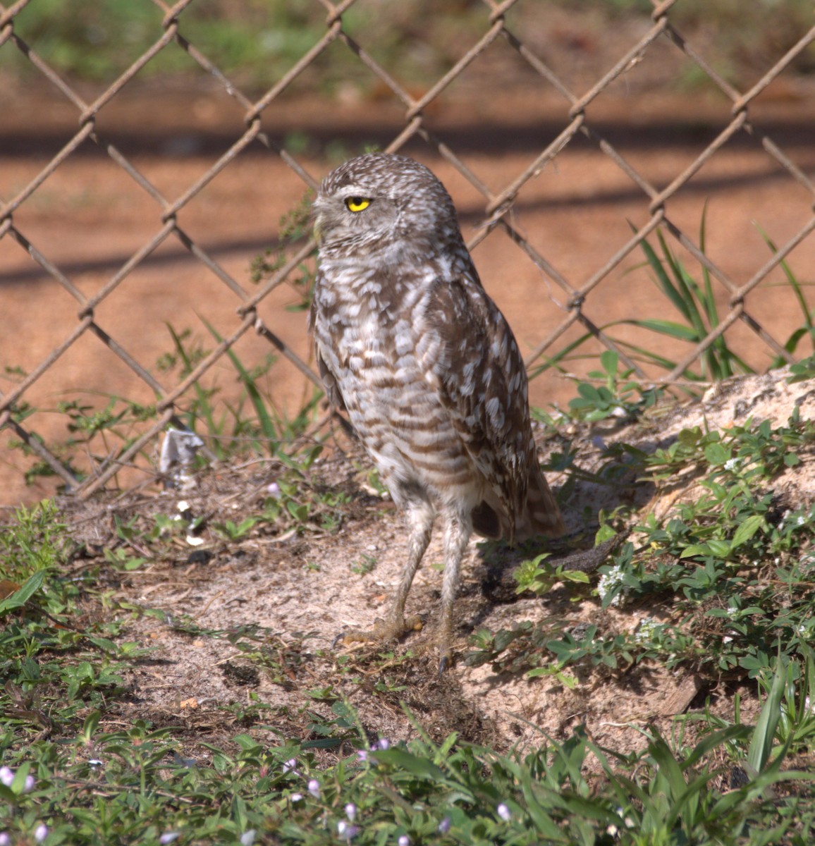 Burrowing Owl - ML616923797