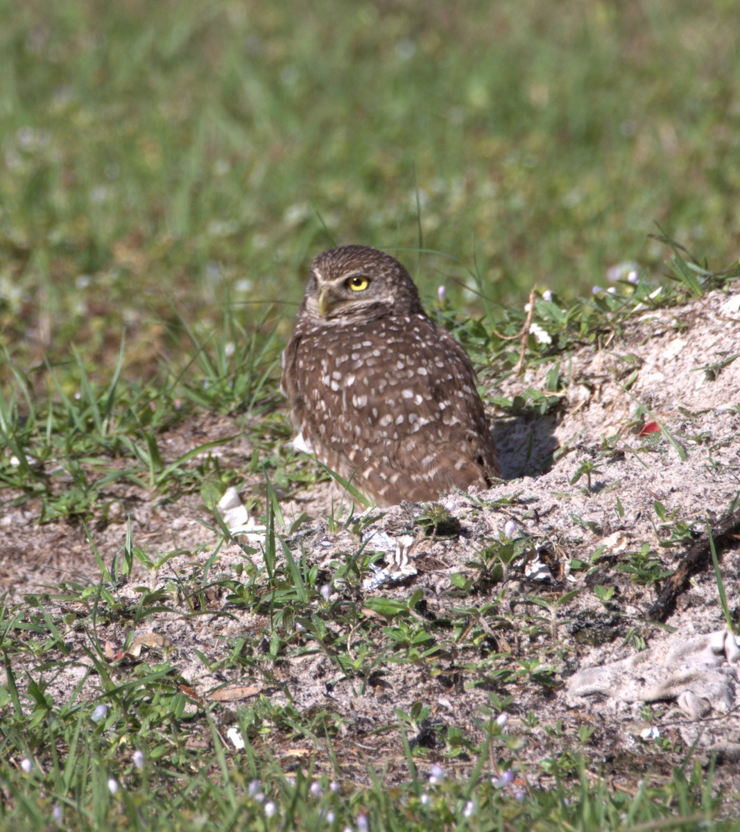 Burrowing Owl - ML616923798