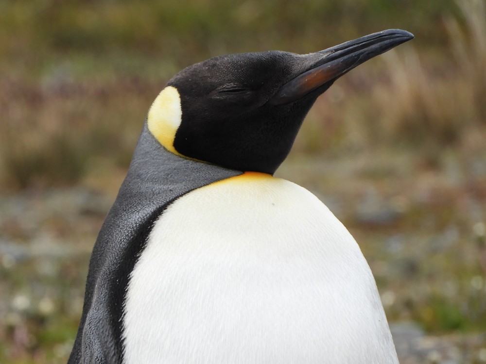 Королевский пингвин - ML616923817