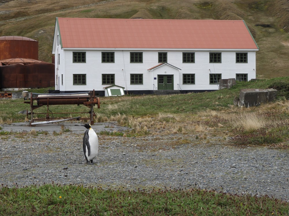 Королевский пингвин - ML616923819