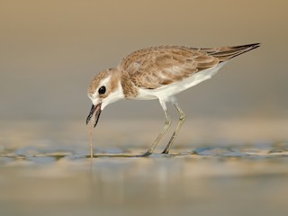  - Greater Sand-Plover