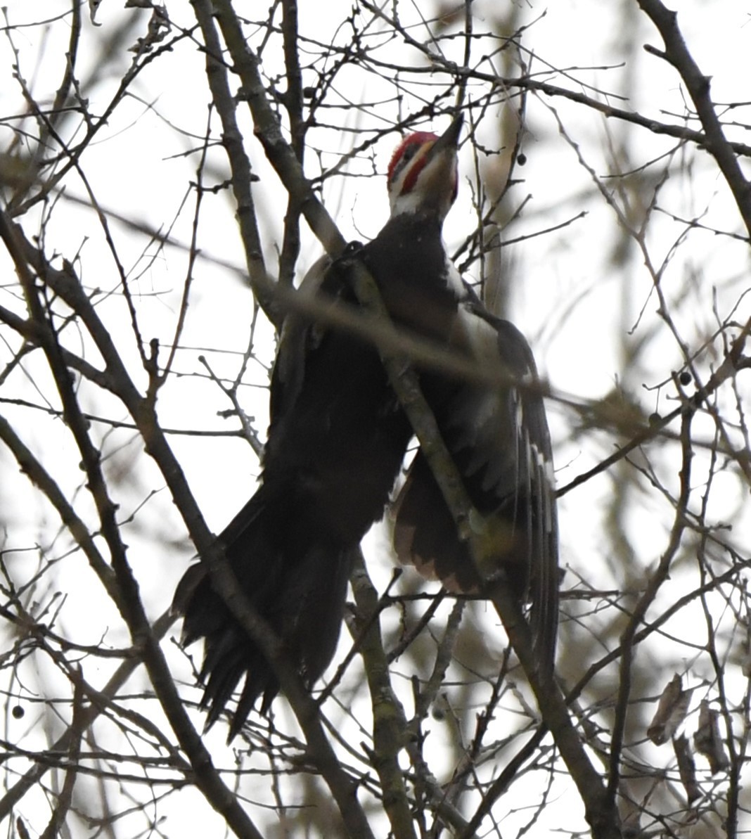 Pileated Woodpecker - ML616923924