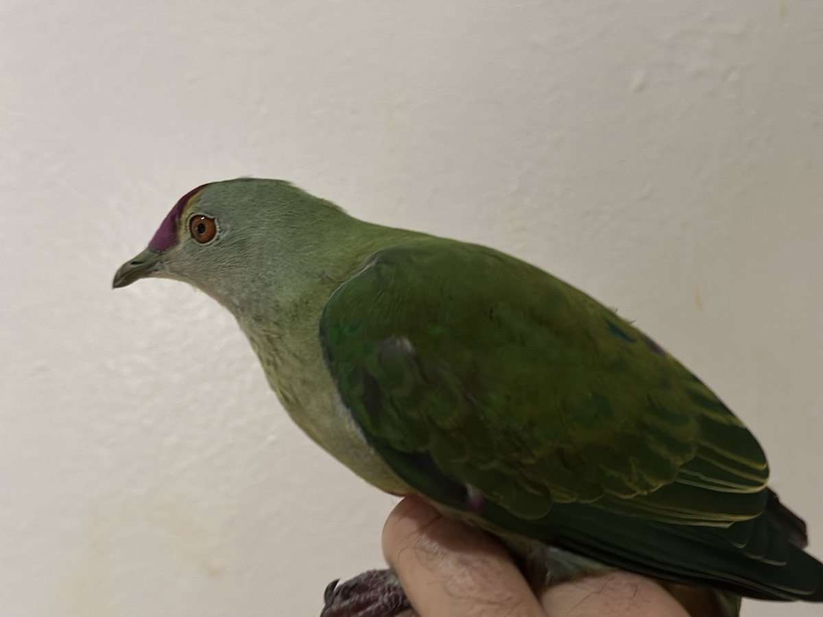 Red-bellied Fruit-Dove - ML616923925