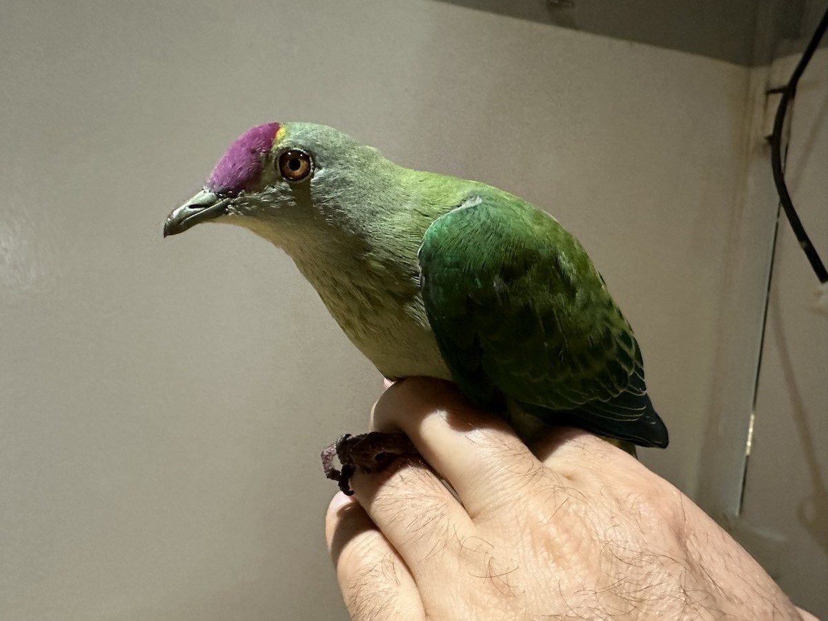 Red-bellied Fruit-Dove - ML616923926