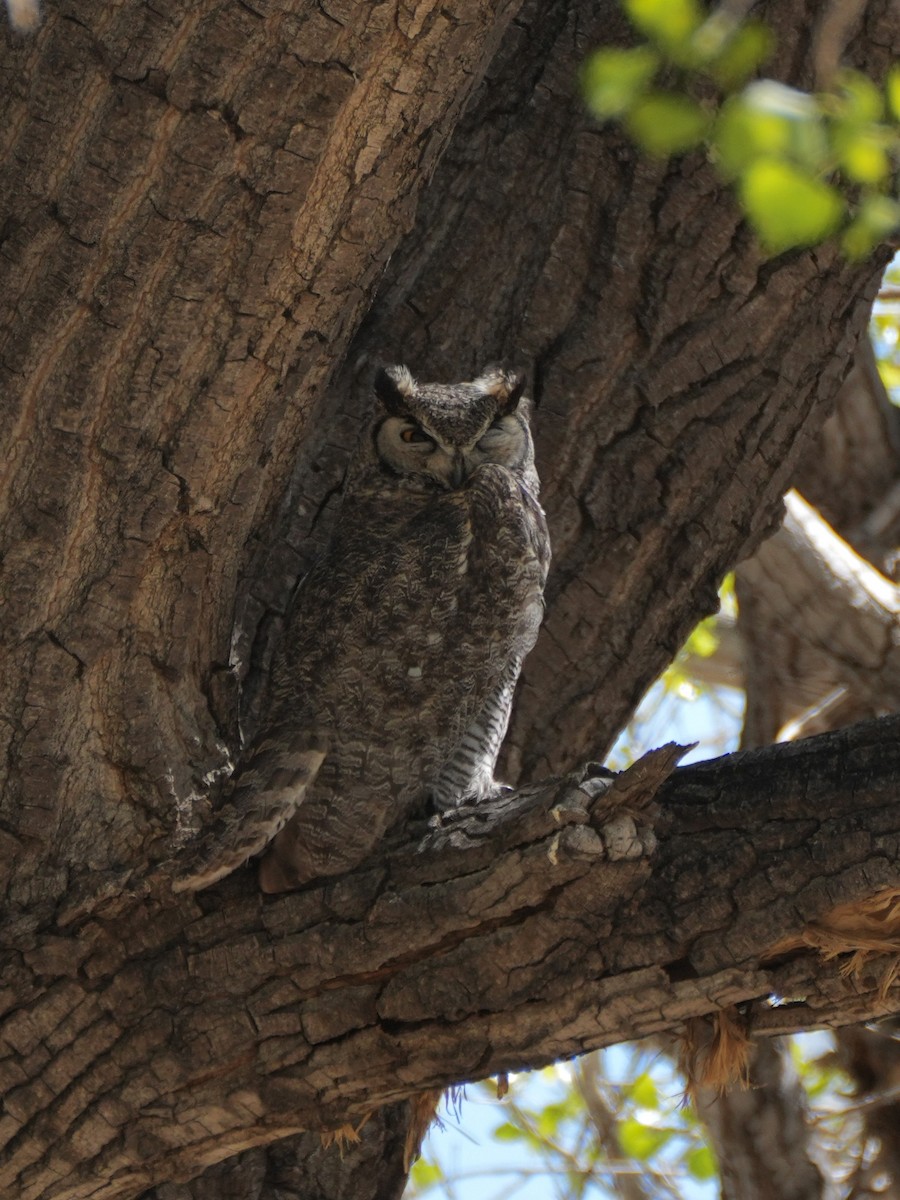 Great Horned Owl - ML616923929