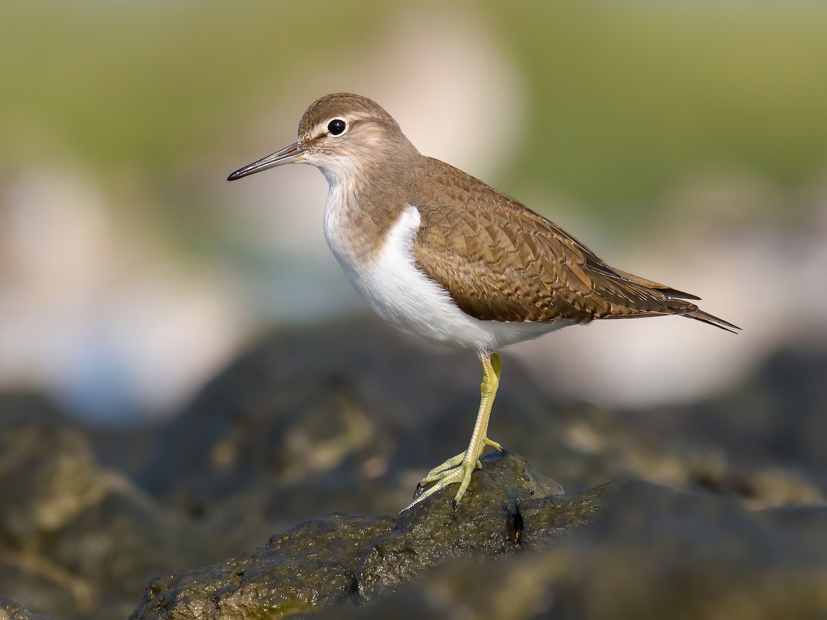 Common Sandpiper - Actitis hypoleucos - Birds of the World