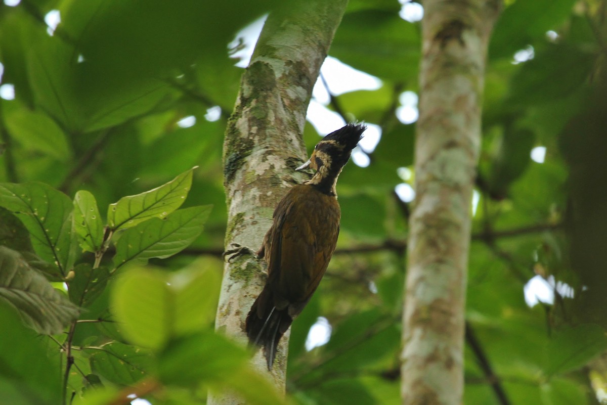 Olive-backed Woodpecker - Scott Watson