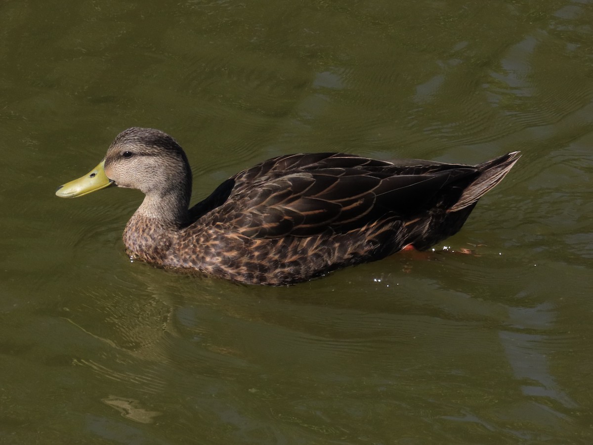 Mottled Duck (Gulf Coast) - ML616923950