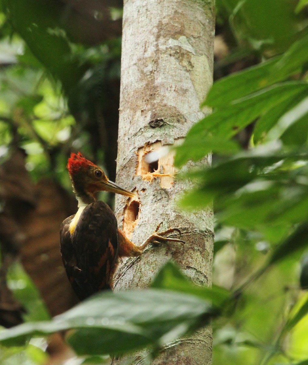 Orange-backed Woodpecker - ML616923953