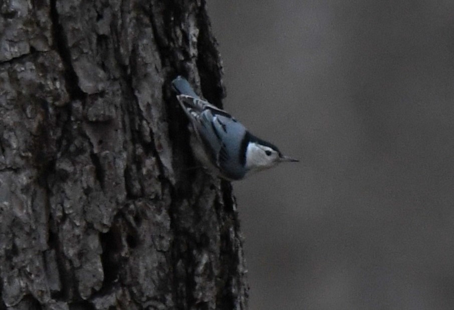 White-breasted Nuthatch - ML616924004