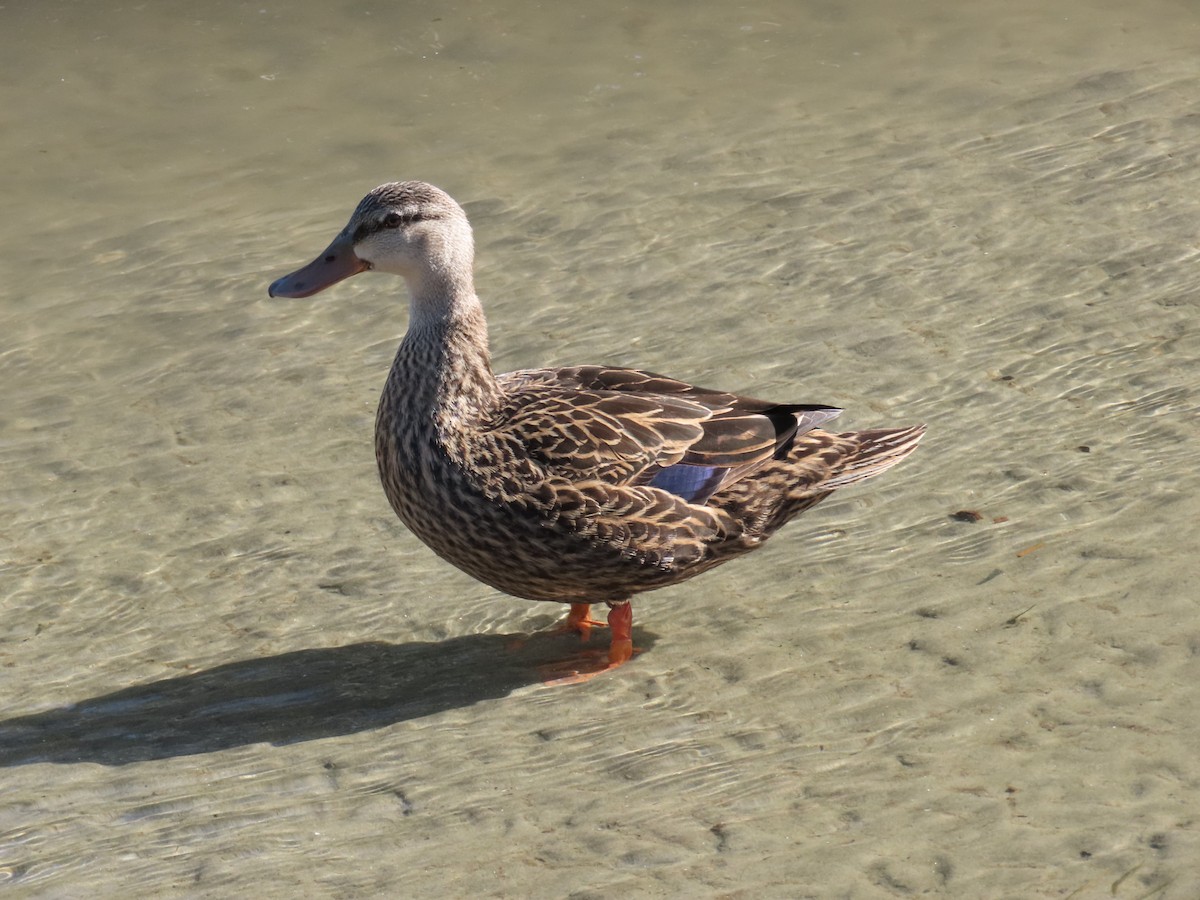 Mottled Duck (Gulf Coast) - ML616924014