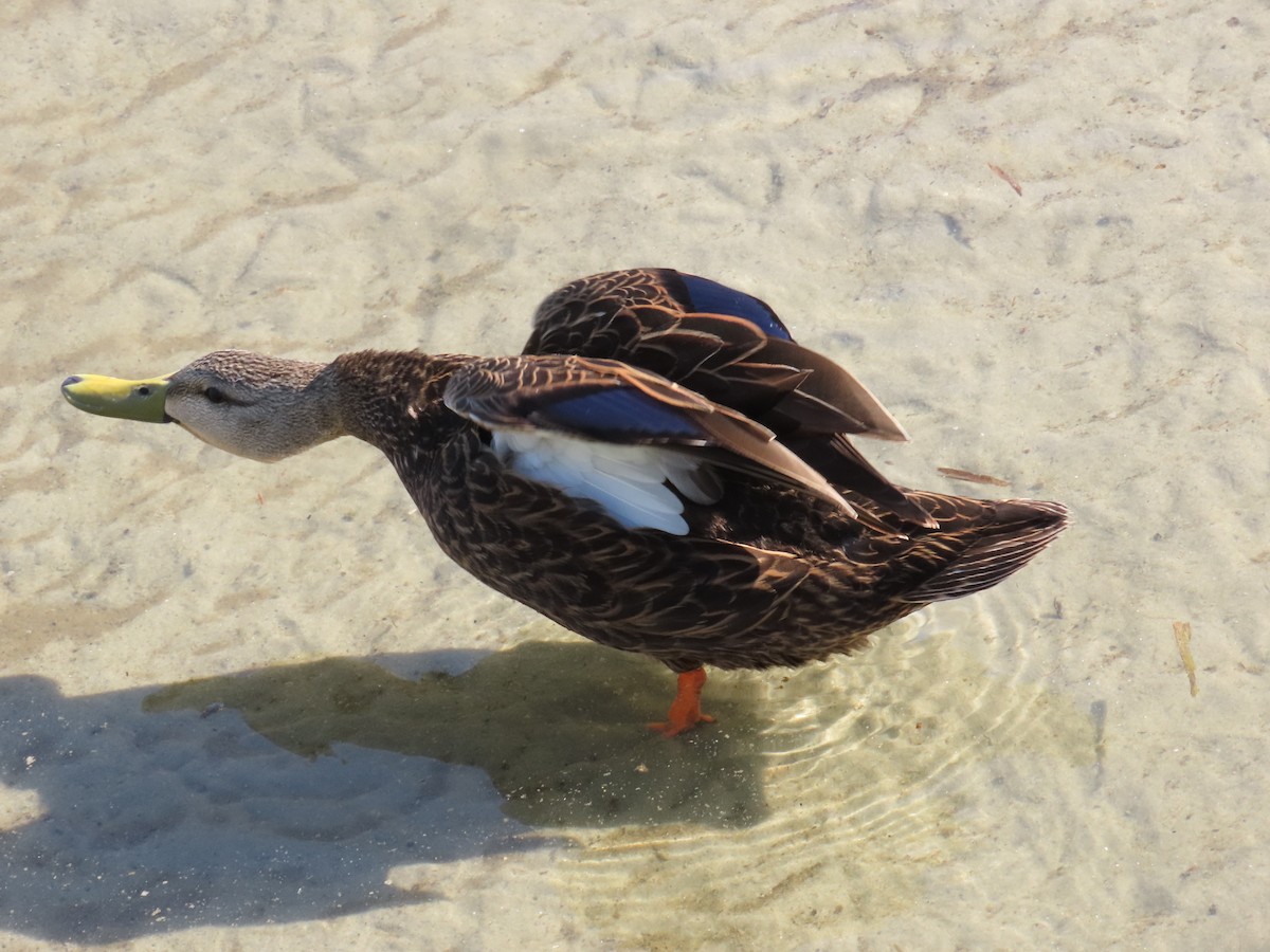 Mottled Duck (Gulf Coast) - ML616924023