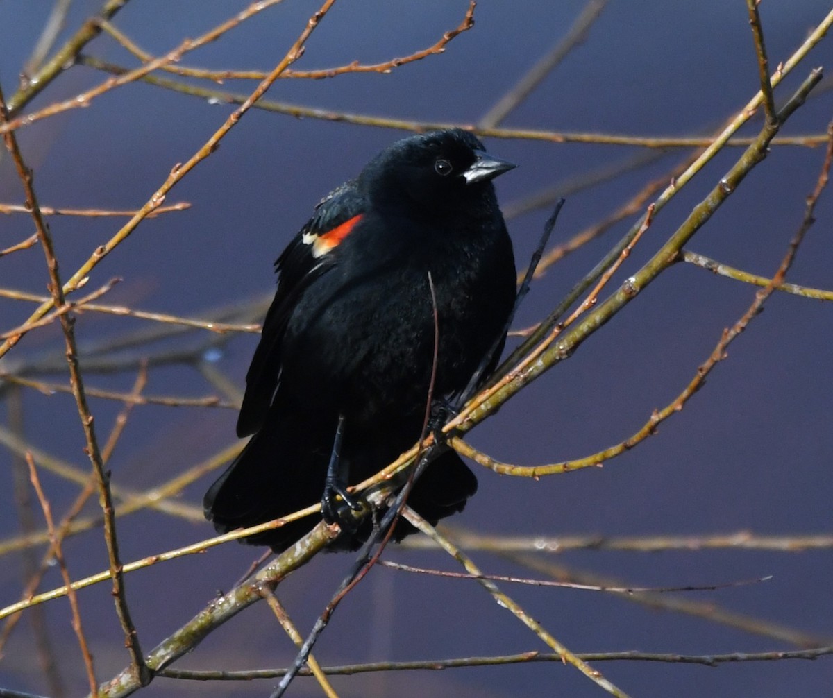 Red-winged Blackbird - ML616924052