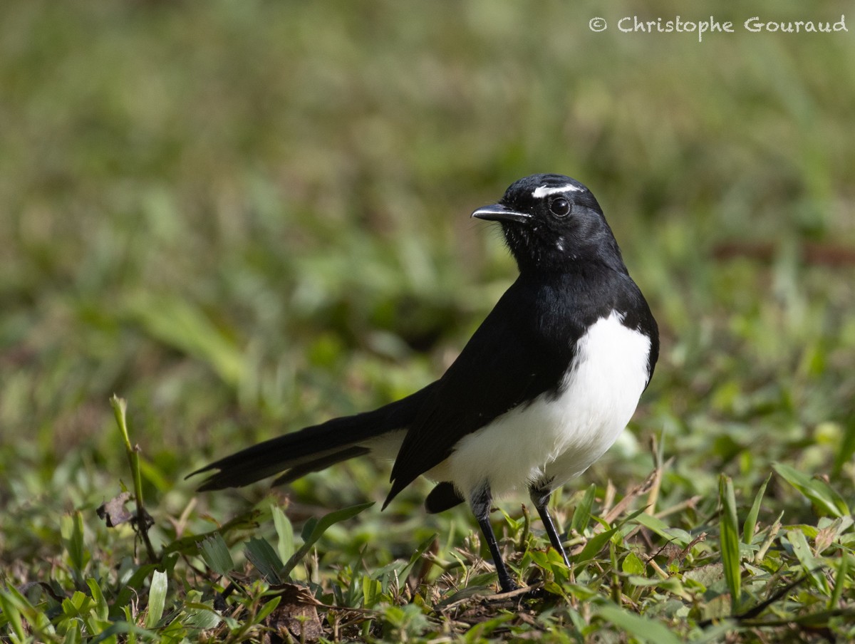 Willie-wagtail - ML616924079