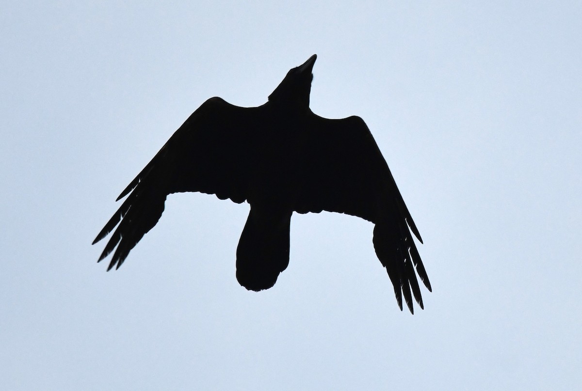 Common Raven - David True