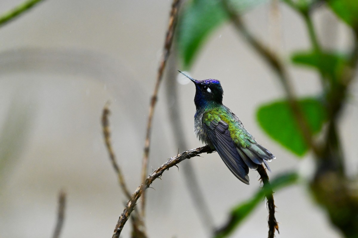 Violet-headed Hummingbird - ML616924268