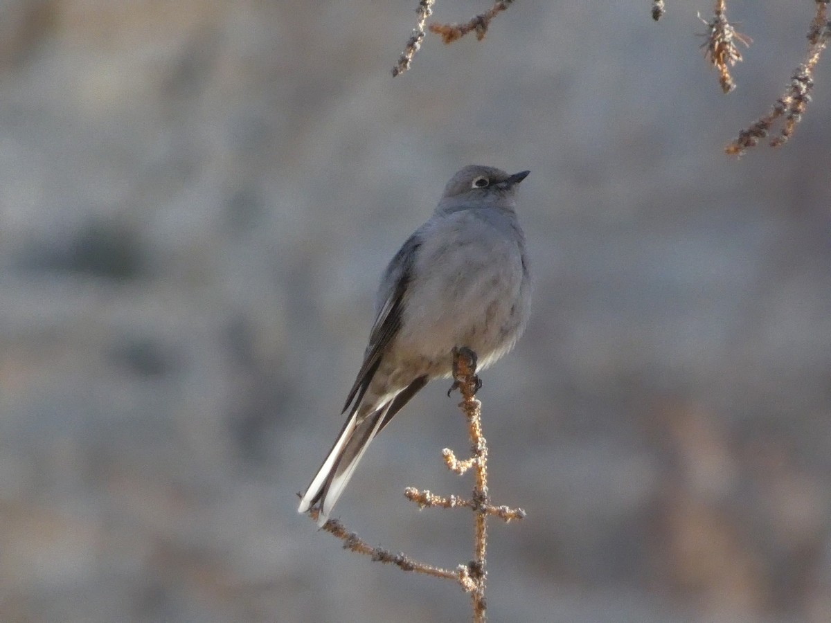 Townsend's Solitaire - ML616924336