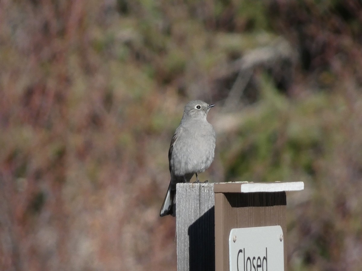 Townsend's Solitaire - ML616924337