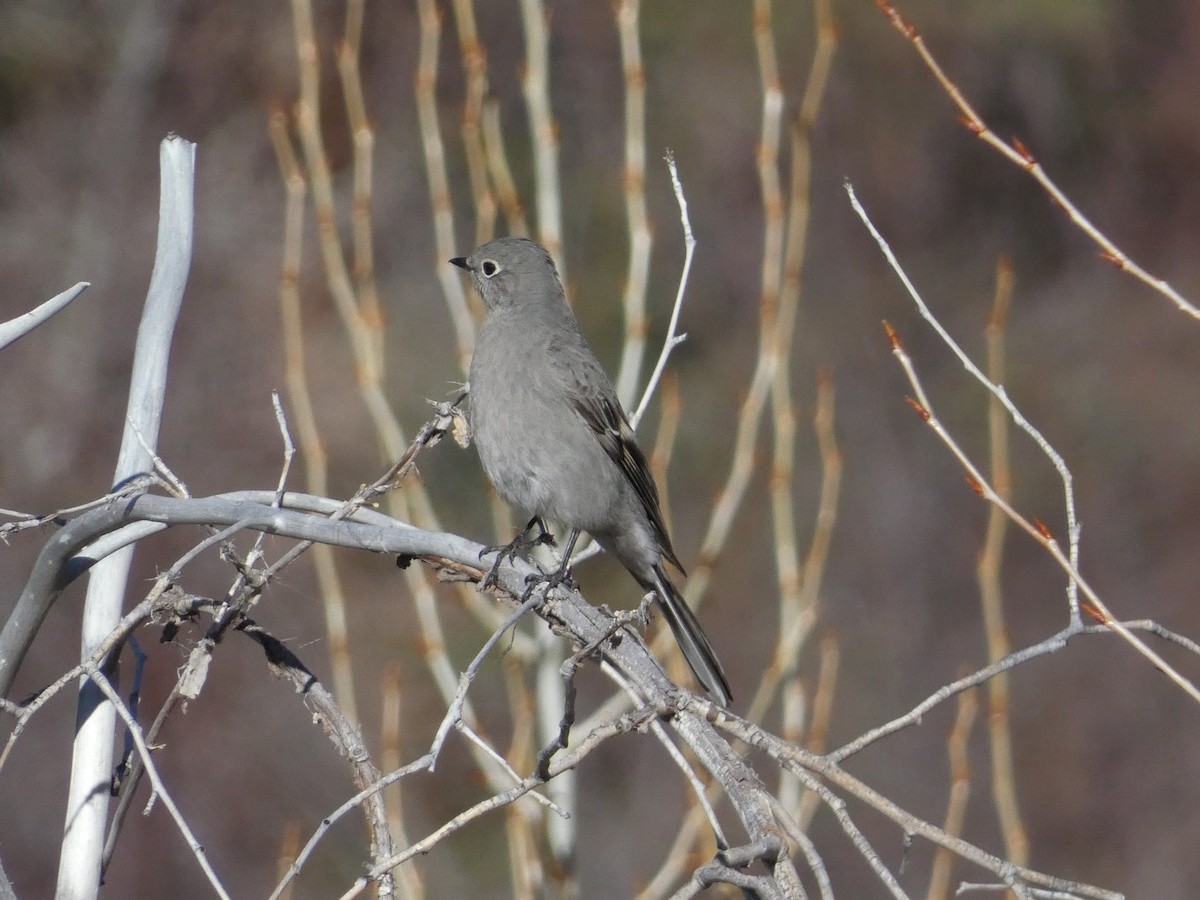 Townsend's Solitaire - ML616924338