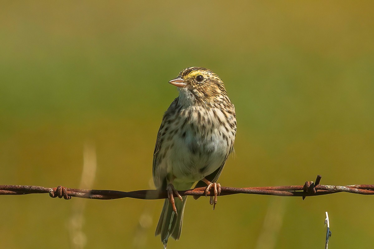 Savannah Sparrow - ML616924387