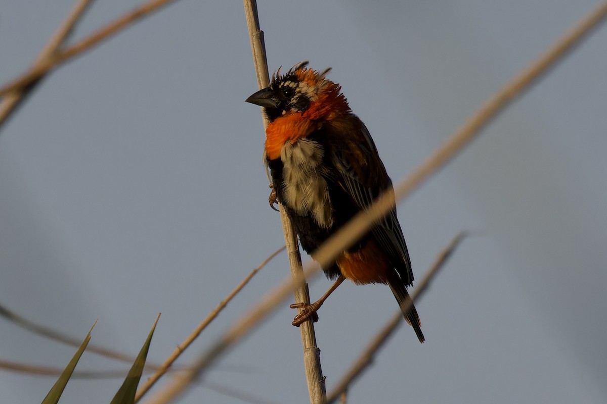 Southern Red Bishop - Ted Burkett