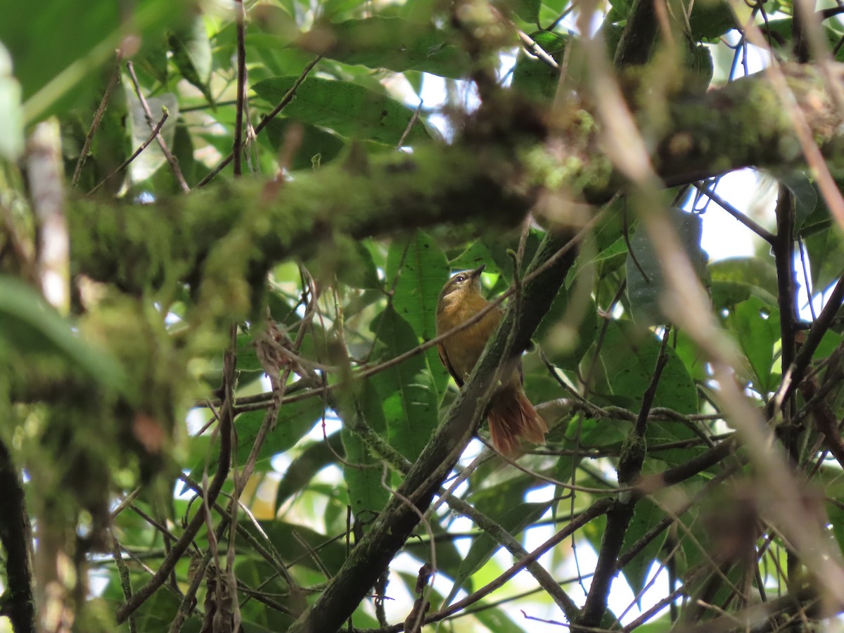 Ash-browed Spinetail - Cristian Cufiño