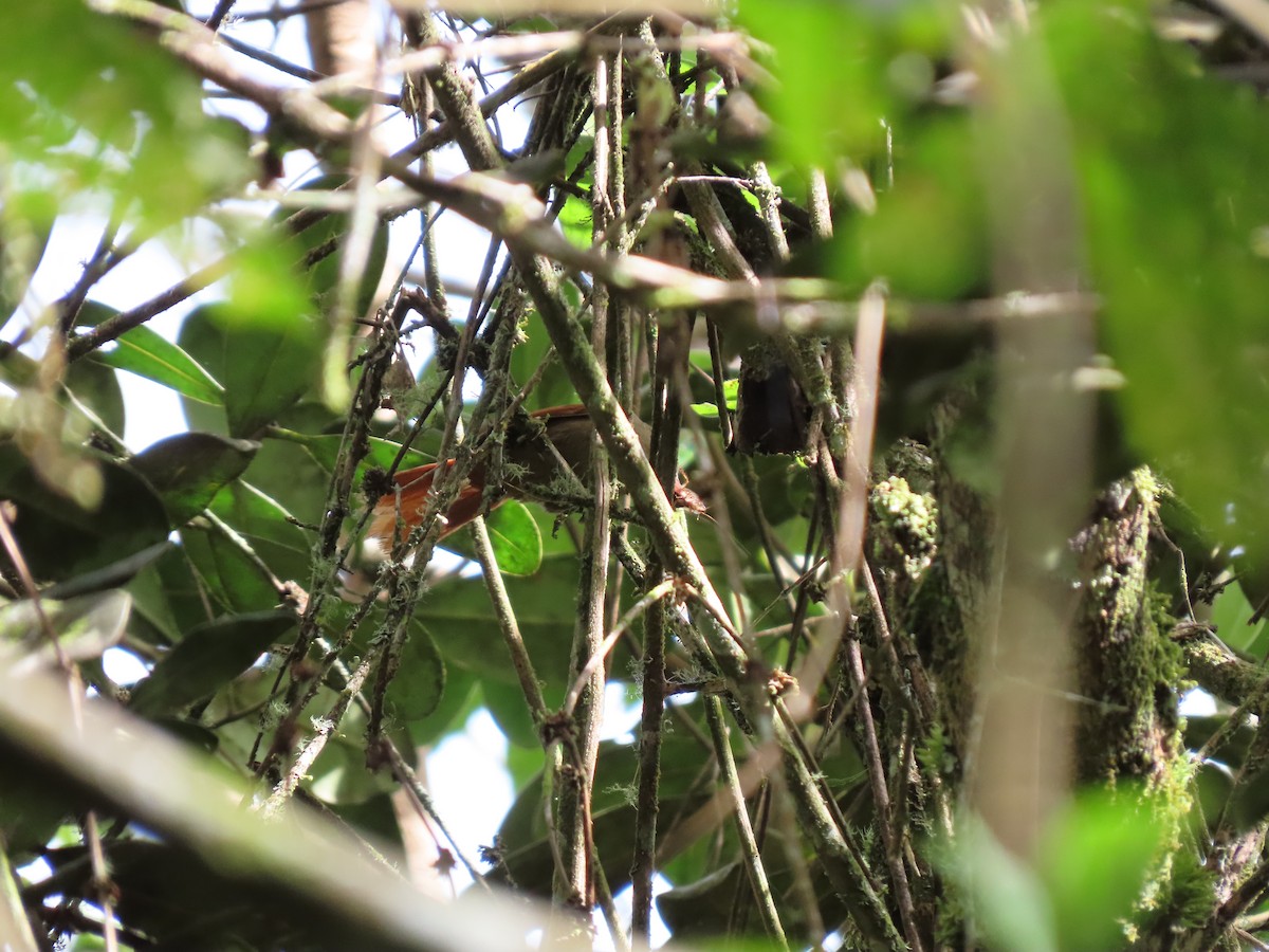 Ash-browed Spinetail - ML616924532