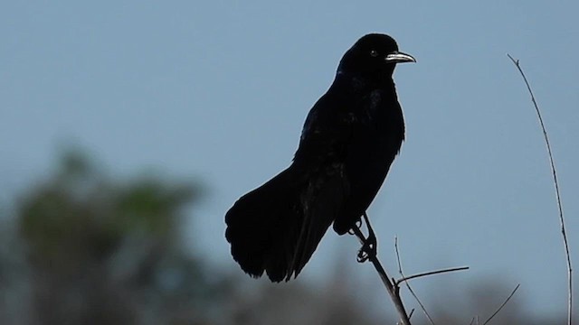Boat-tailed Grackle - ML616924710