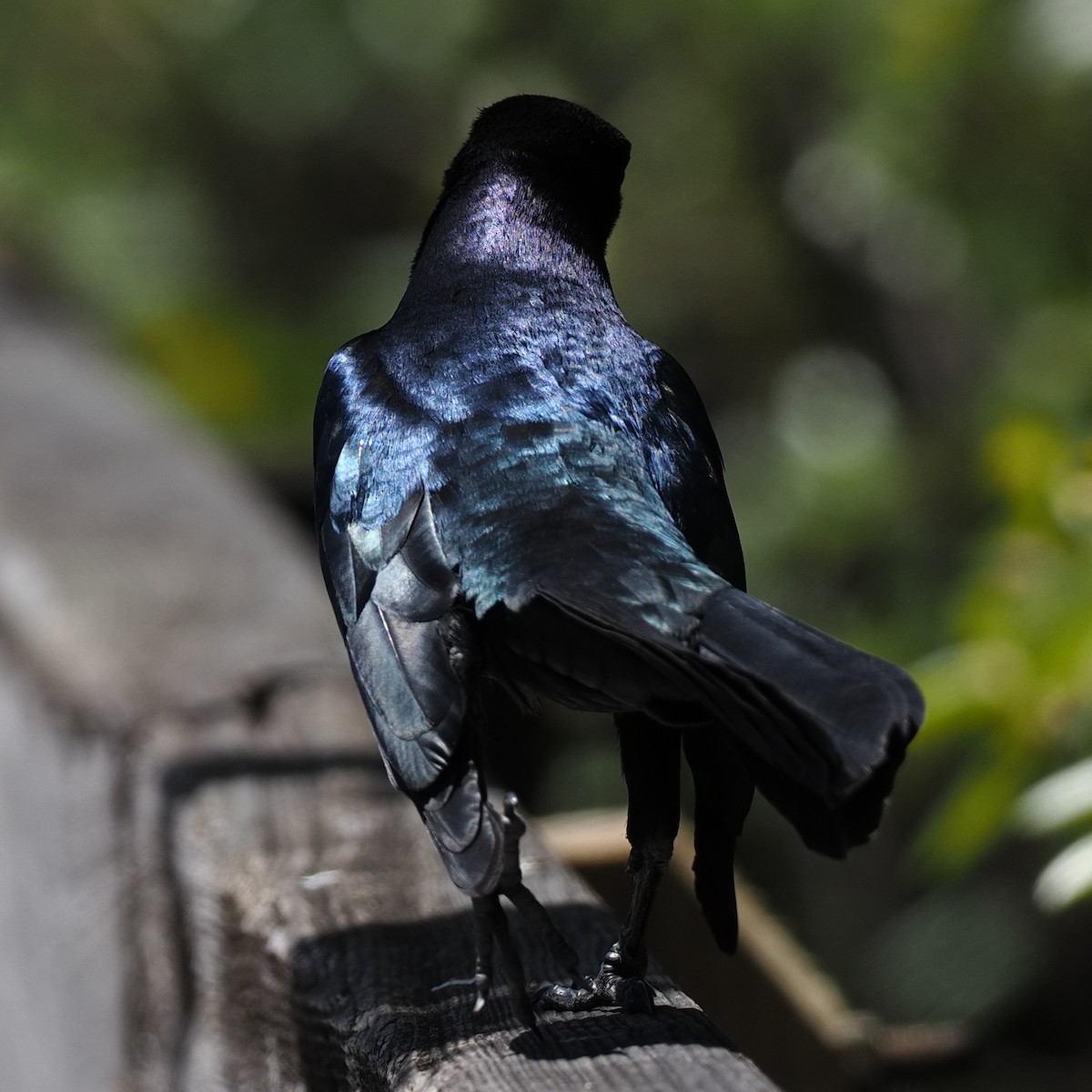 Boat-tailed Grackle - ML616924853