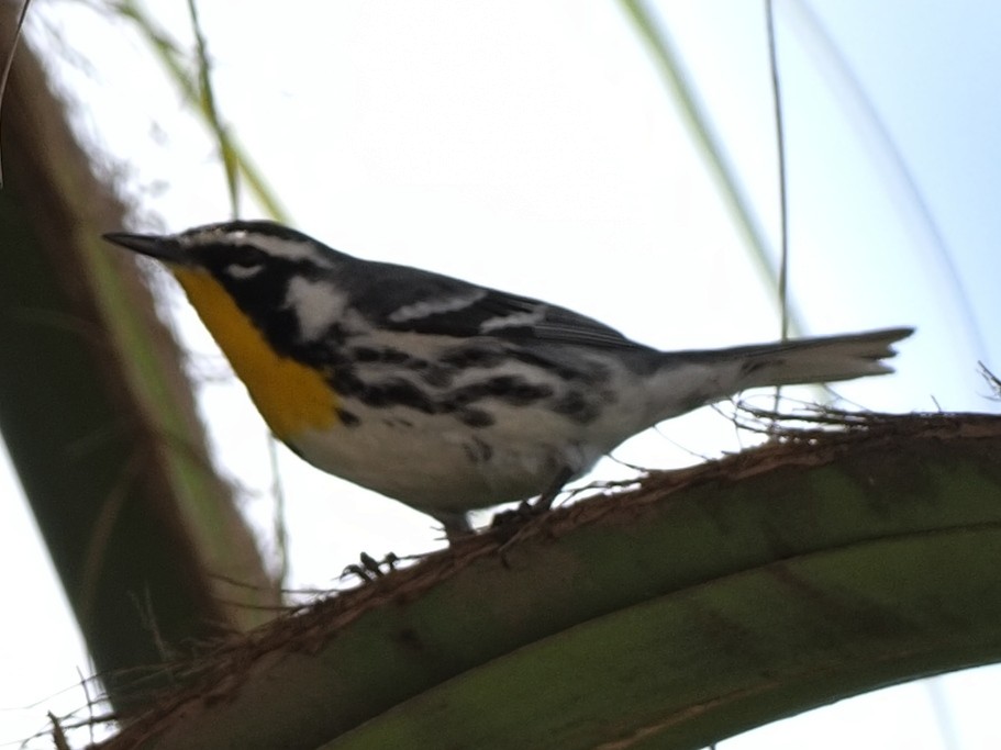 Yellow-throated Warbler - ML616924875
