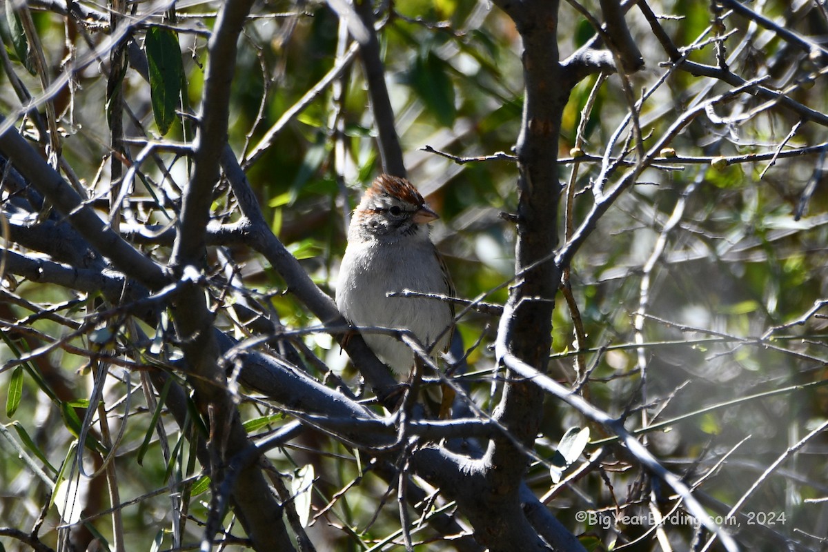 Rufous-winged Sparrow - ML616924930