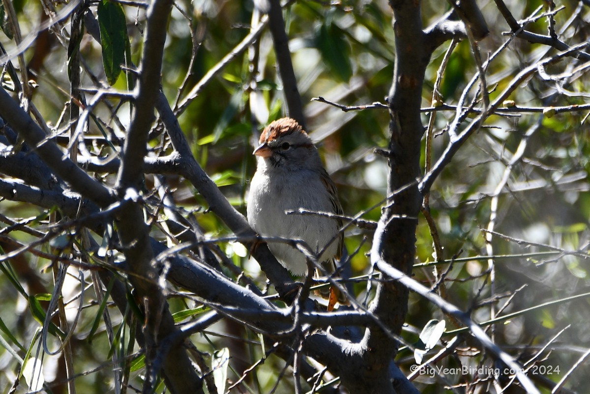 Rufous-winged Sparrow - ML616924932